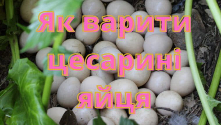 Як варити цесарині яйця по хвилинах. У яку воду класти, як правильно варити круто і некруто.