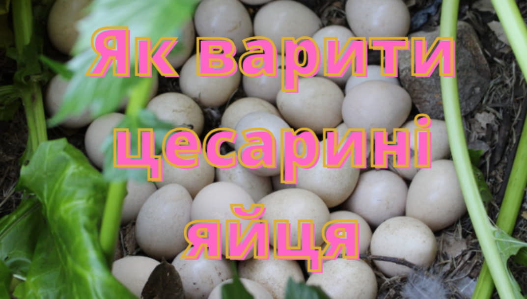Як варити цесарині яйця по хвилинах. У яку воду класти, як правильно варити круто і некруто.